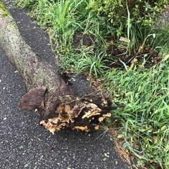 千葉県民が台風15号に怯えながら作った曲