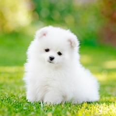 Every Puppy Has A Gun And Will Own You In The End