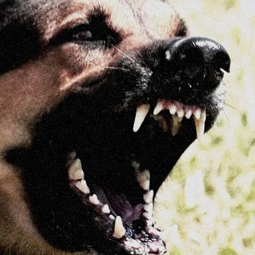 dirt dawg