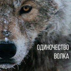 Одиночество Волка