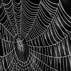Spiderweb