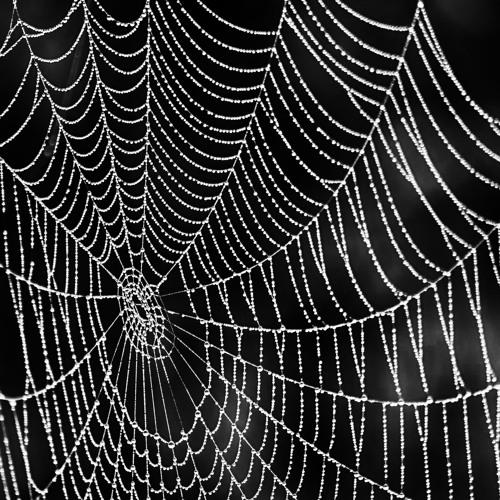 Spiderweb