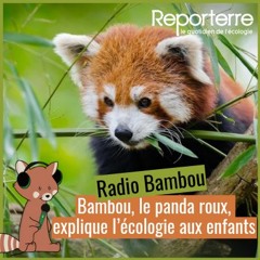 #1 Radio Bambou : Bambou, le panda roux, explique l’écologie aux enfants