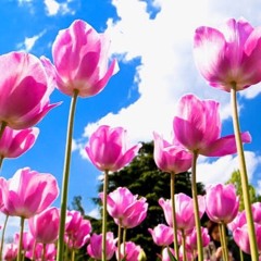 TULIP SETINGGI LANGIT