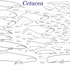 Cetacea (Impro.) [Bottom Ambient]