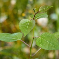 We Are The Song Of Joy