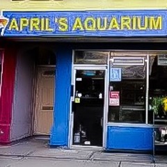April’s Aquarium (Acoustic Demo)