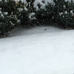 Eochi & Melanite - Winter