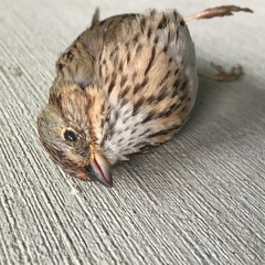 endometrium cuntplow - Ghostling (Heart Decay In Vibrant Blue) EXCERPT