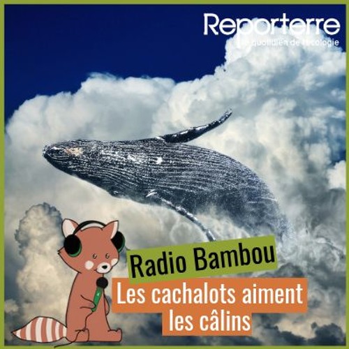 Listen to #8 Radio Bambou : Les cachalots aiment les câlins by Reporterre,  le quotidien de l'écologie in Radio Bambou : l'écologie pour les enfants  playlist online for free on SoundCloud