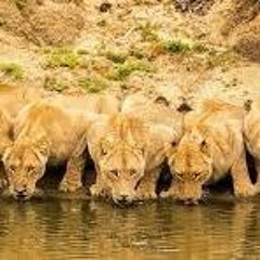 PILOTS  FEAT  jay paay$o