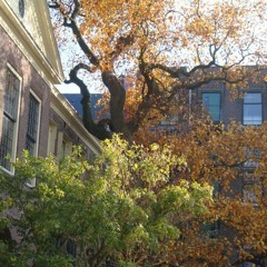 Podcast: Liriodendron
