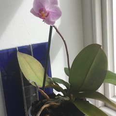 Orchid.WAV