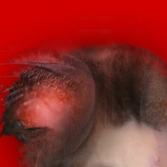 Kikiriki (Picaflor de los Andes, Chabuca Granda)