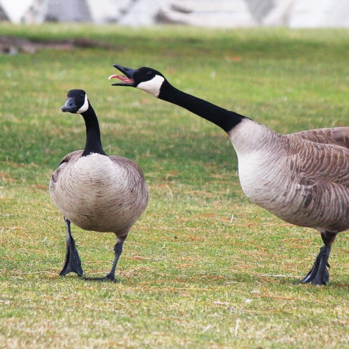 Stream A Silly Goose Time Fall Mix 2019 by Wowdah Listen online for free on SoundCloud