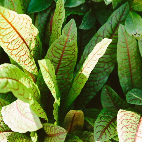 Life’s Hard, Here’s A Song About Sorrel