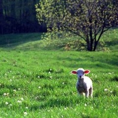 All we like sheep_Danny Piano ver.mp3
