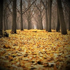 SENESCENCE (30 second Composer Challenge)