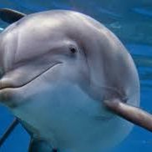 dolphin pussy Stream Dolphin Pussy {freestyle} - HXEZAYY+ (Prod. Breezeh) by HXEZAY+ |  Listen online for free on SoundCloud