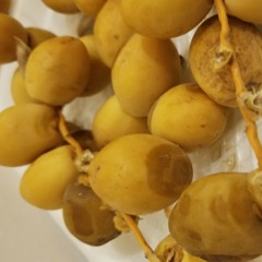 بلوچی آهنگ / بلوچان بردبار انت و شهسوار انت