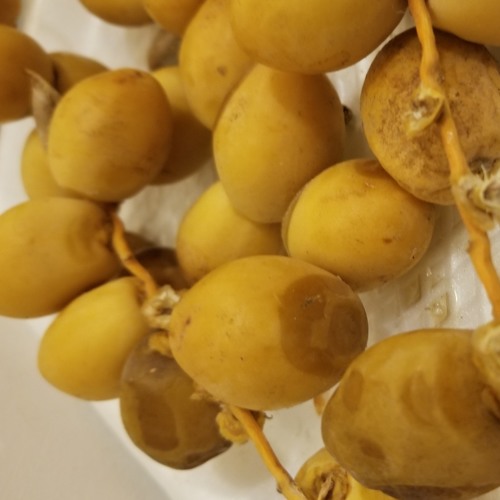 بلوچی آهنگ / بلوچان بردبار انت و شهسوار انت