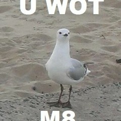 Seagull Sound