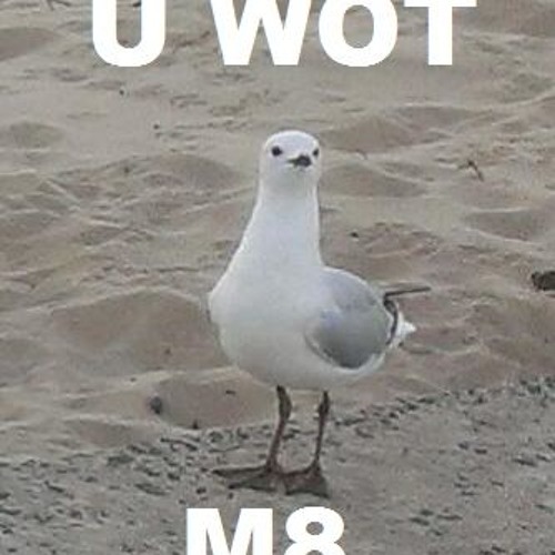 Seagull Sound