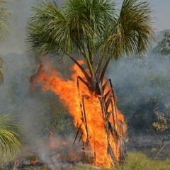 Amen Vol 3 (Part 1 of 2) OUR JUNGLE IS BURNING DOWN (.WAV)