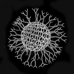 RADIOLARIANS
