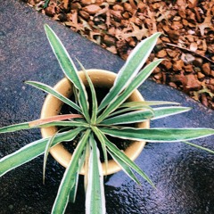 Joose The Conqueror - Julian ft. Lena Chanel (produced by mozaic){somojohnw slowed edit}