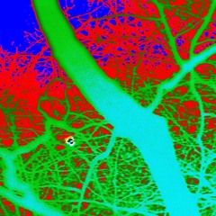 we found two dead swans and filled their bodies with flowers