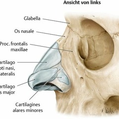 Nasen - Flügel - Prügel