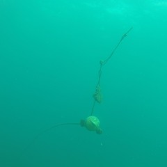 Moors of Spain: Lyn Dobson & Mark Hewins (Duo)