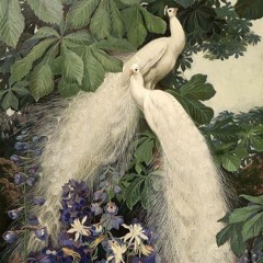 tackar aldrig nej till dig