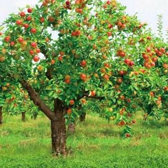 Jesus Christ The Apple Tree (Alto Practice)