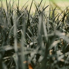 PROFESSOR CHICKEN IN LOVE   (Professor Chicken)