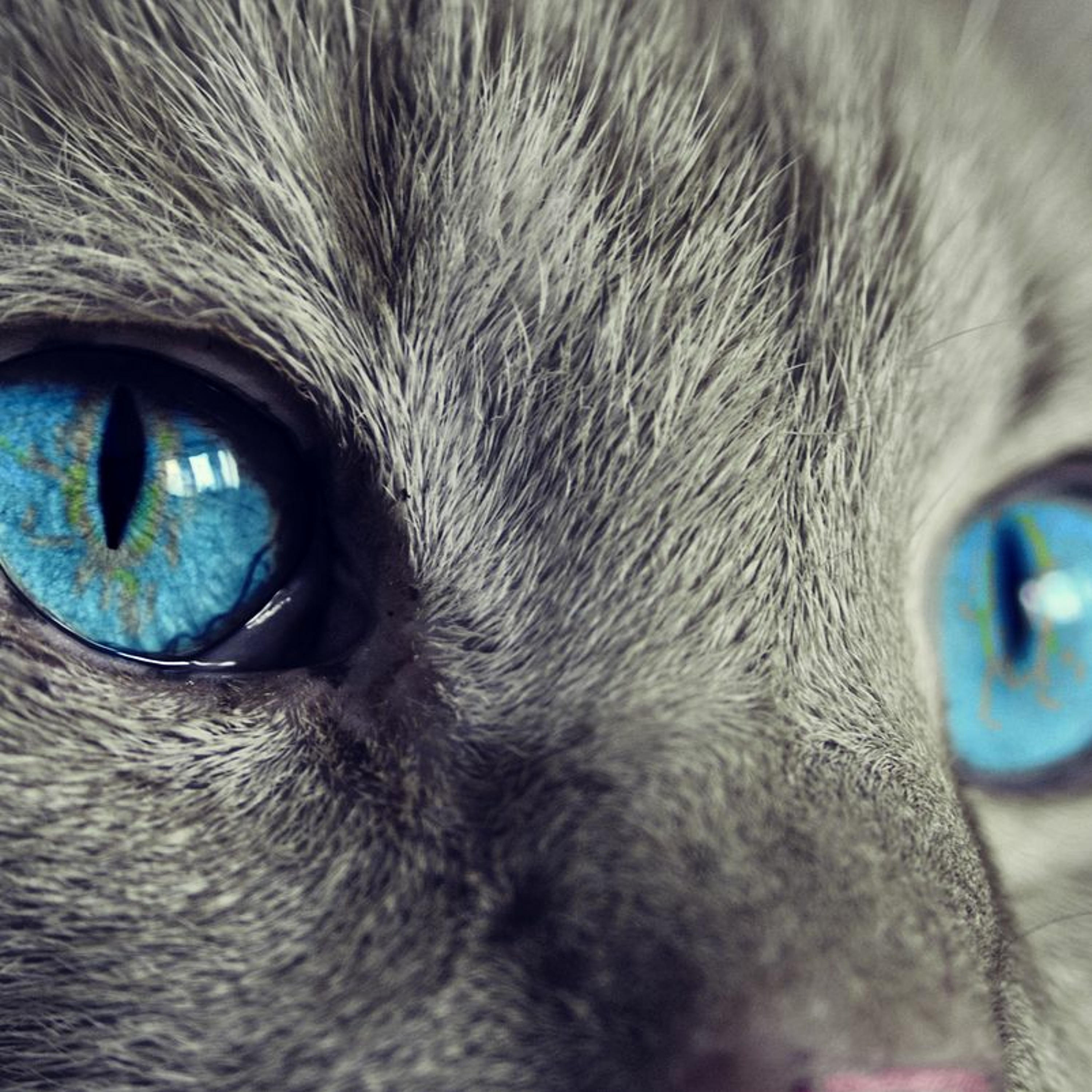 cover of episode Animal welfare, human wellbeing and planetary health
