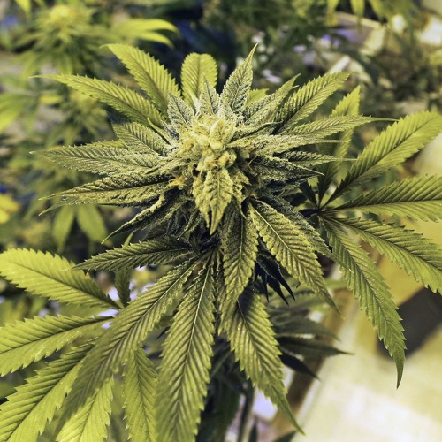 El Cubano - Fumo Marijuana