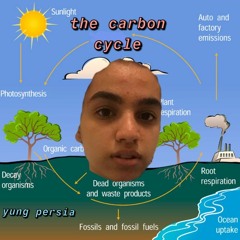the carbon cycle - environmental science