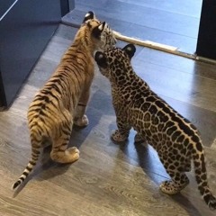 Jetpacks Was Yes- Periphery guitar solo cover