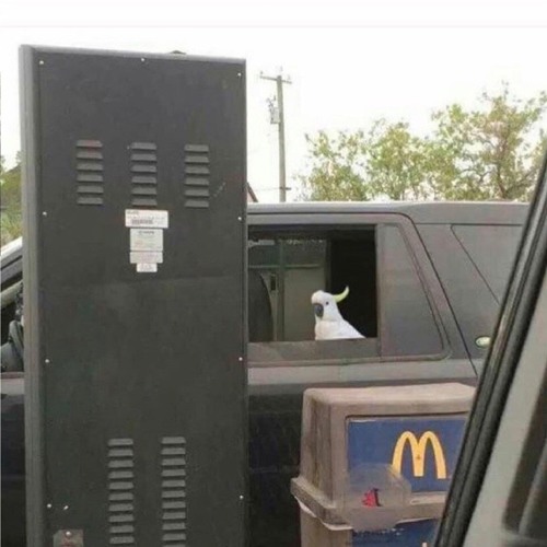 drive thru - ja burd & spleener