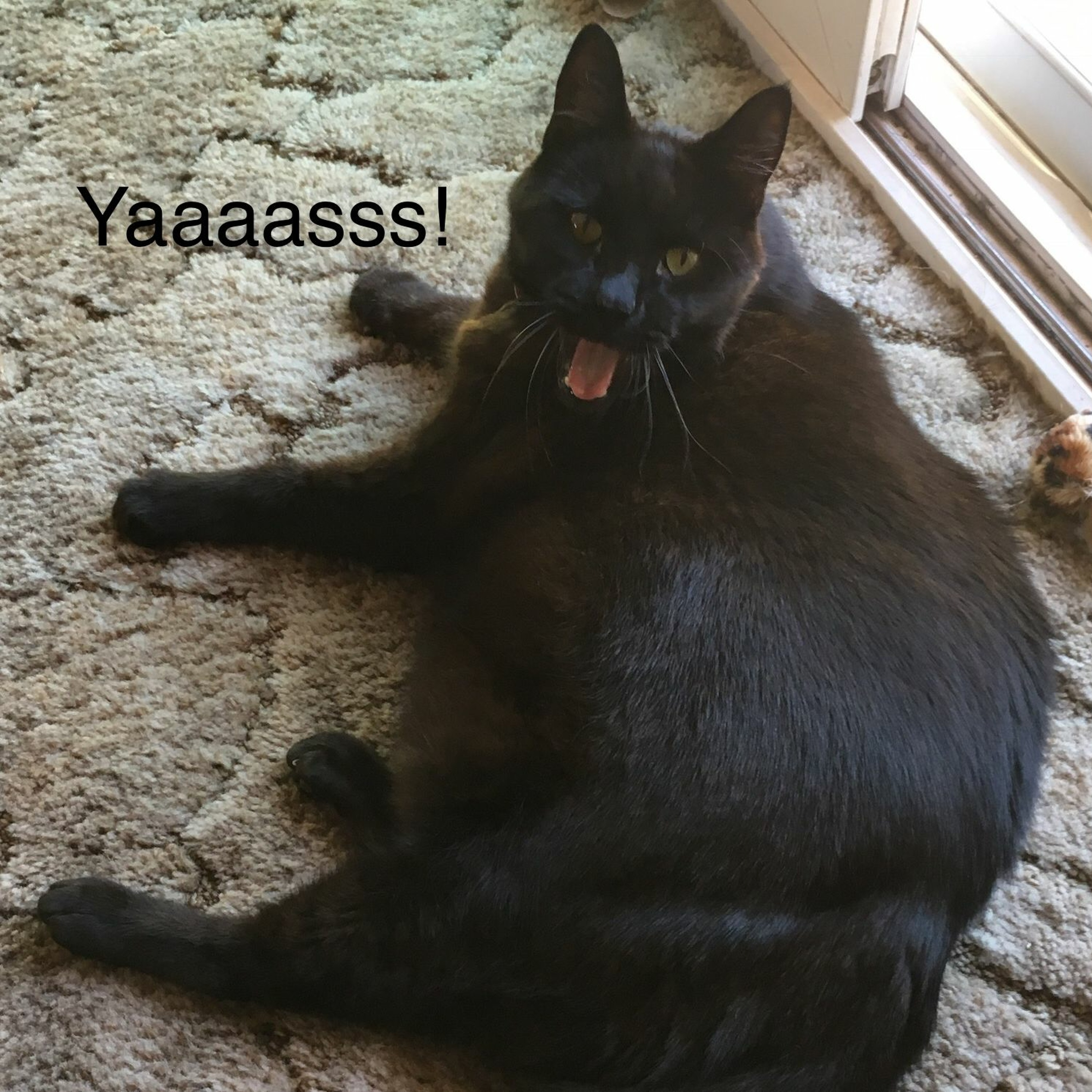 Cat Disgusted