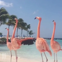 POP