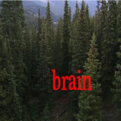 Coniferous Brain