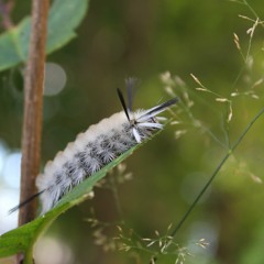 Music for Insects
