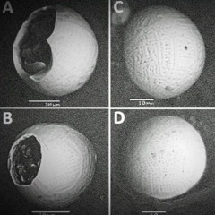 Hen to Pan | Kaizen, Dublin | 06.19