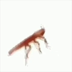 Dancing Cockroach Meme