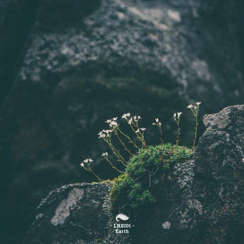 03 Data Domain - Forest Surroundings