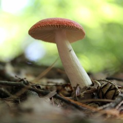 Thai Fisherman Pants