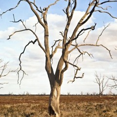 FGR Timmy - Big Drought